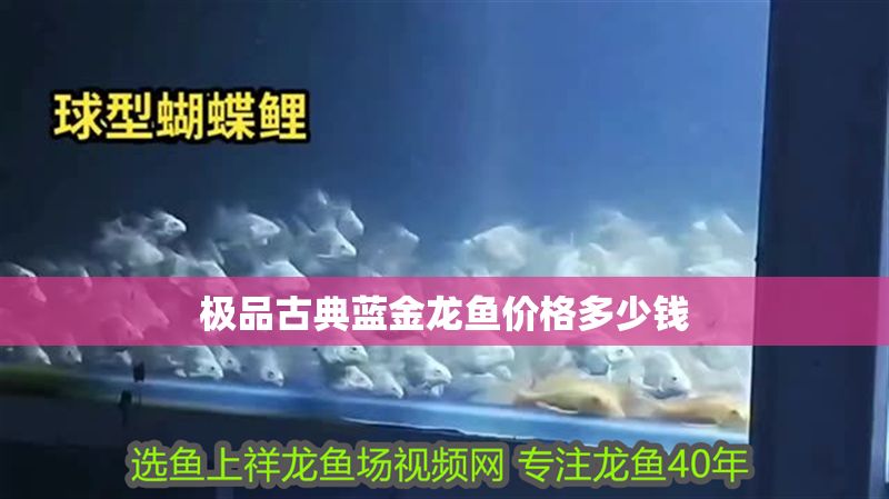 極品古典藍金龍魚價格多少錢