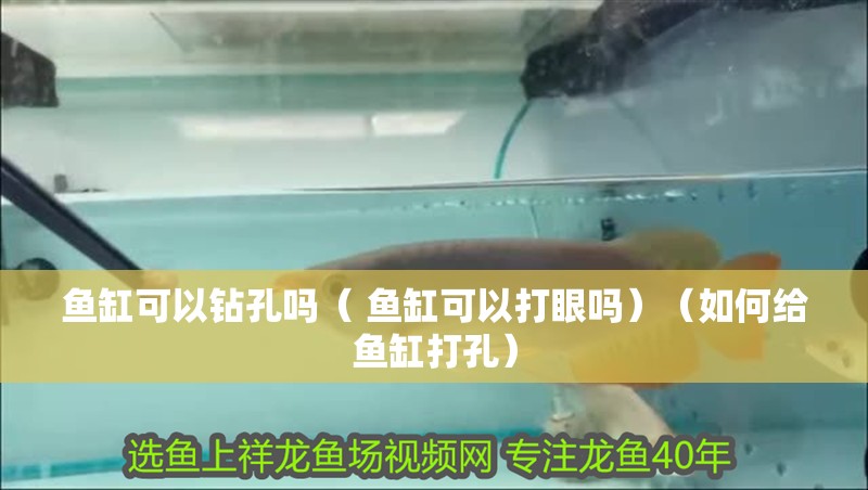 魚缸可以鉆孔嗎（ 魚缸可以打眼嗎）（如何給魚缸打孔）