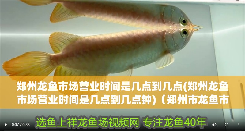 鄭州龍魚市場營業時間是幾點到幾點(鄭州龍魚市場營業時間是幾點到幾點鐘)（鄭州市龍魚市場營業時間）