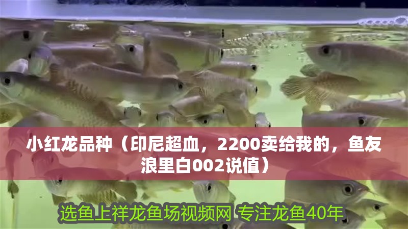 小紅龍品種（印尼超血，2200賣給我的，魚友浪里白002說值） 小紅龍品種（印尼超血，2200賣給我的，魚友浪里白002說值） 觀賞魚百科