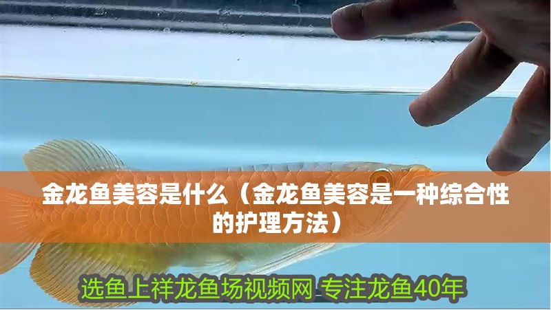 金龍魚美容是什么（金龍魚美容是一種綜合性的護理方法）