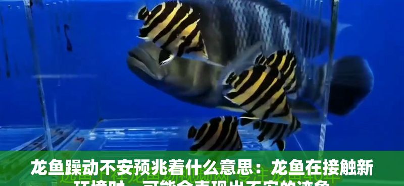 龍魚躁動不安預兆著什么意思：龍魚在接觸新環境時，可能會表現出不安的跡象