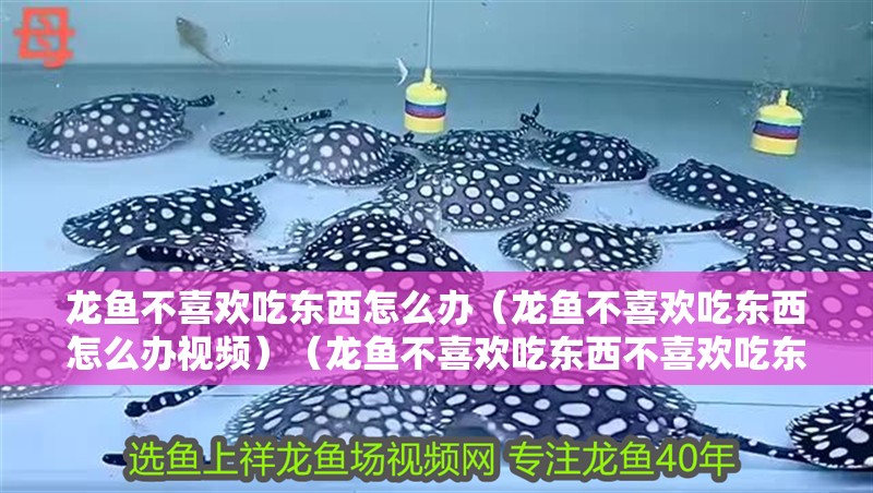 龍魚不喜歡吃東西怎么辦（龍魚不喜歡吃東西怎么辦視頻）（龍魚不喜歡吃東西不喜歡吃東西的原因和解決方法和解決方法） 龍魚不喜歡吃東西怎么辦（龍魚不喜歡吃東西怎么辦視頻）（龍魚不喜歡吃東西不喜歡吃東西的原因和解決方法和解決方法） 觀賞魚百科