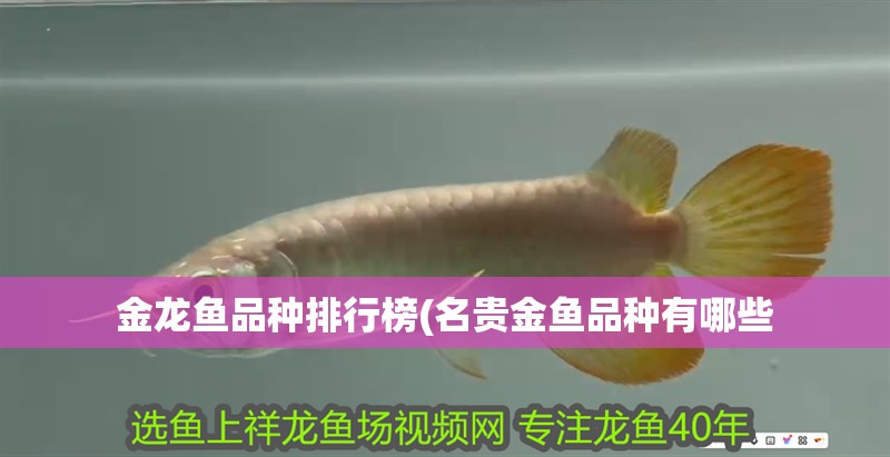 金龍魚品種排行榜(名貴金魚品種有哪些