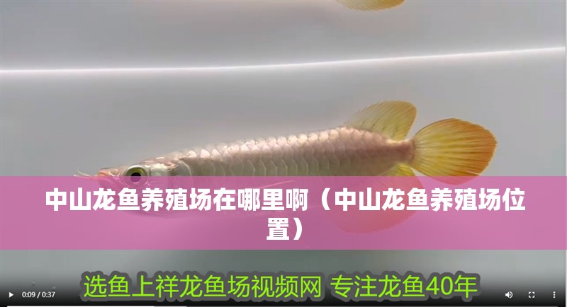 中山龍魚養殖場在哪里?。ㄖ猩烬堲~養殖場位置）