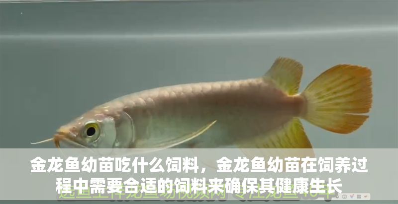 金龍魚幼苗吃什么飼料，金龍魚幼苗在飼養(yǎng)過程中需要合適的飼料來確保其健康生長
