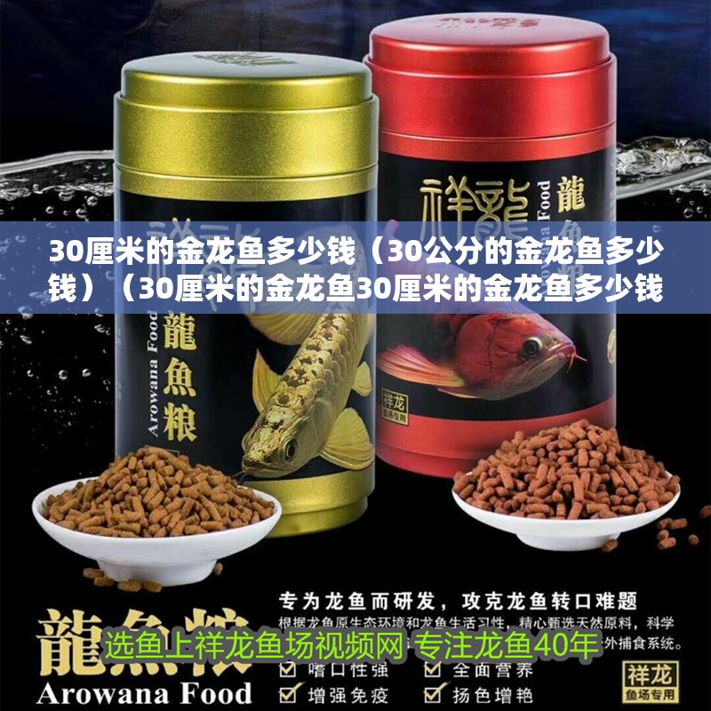 30厘米的金龍魚多少錢（30公分的金龍魚多少錢）（30厘米的金龍魚30厘米的金龍魚多少錢一般價格是多少）