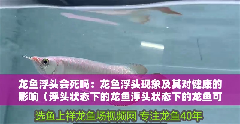 龍魚浮頭會死嗎：龍魚浮頭現象及其對健康的影響（浮頭狀態下的龍魚浮頭狀態下的龍魚可能會影響龍魚健康）