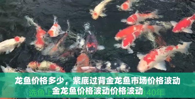 龍魚價格多少，紫底過背金龍魚市場價格波動金龍魚價格波動價格波動