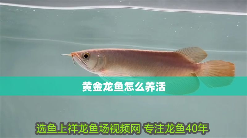 黃金龍魚怎么養(yǎng)活