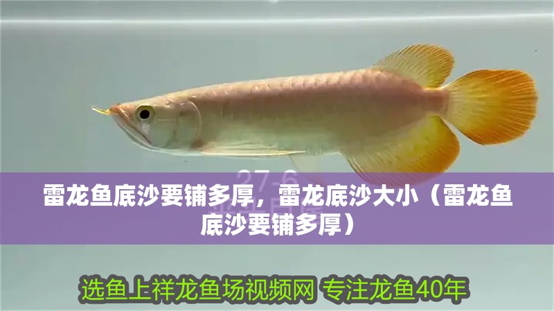 雷龍魚底沙要鋪多厚，雷龍底沙大小（雷龍魚底沙要鋪多厚）