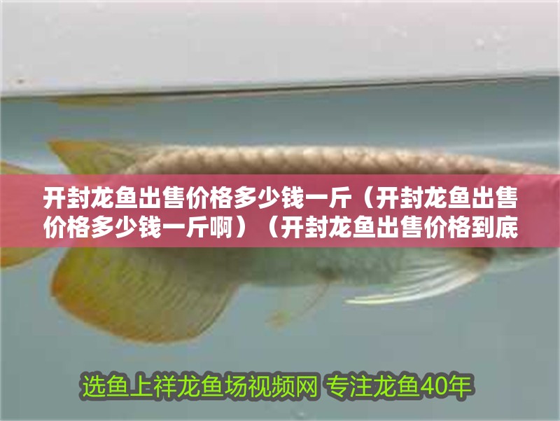 開封龍魚出售價格多少錢一斤（開封龍魚出售價格多少錢一斤啊）（開封龍魚出售價格到底是多少錢一斤多少錢一斤開封龍魚）