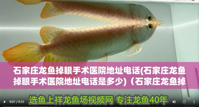 石家莊龍魚掉眼手術(shù)醫(yī)院地址電話(石家莊龍魚掉眼手術(shù)醫(yī)院地址電話是多少)（石家莊龍魚掉眼手術(shù)）