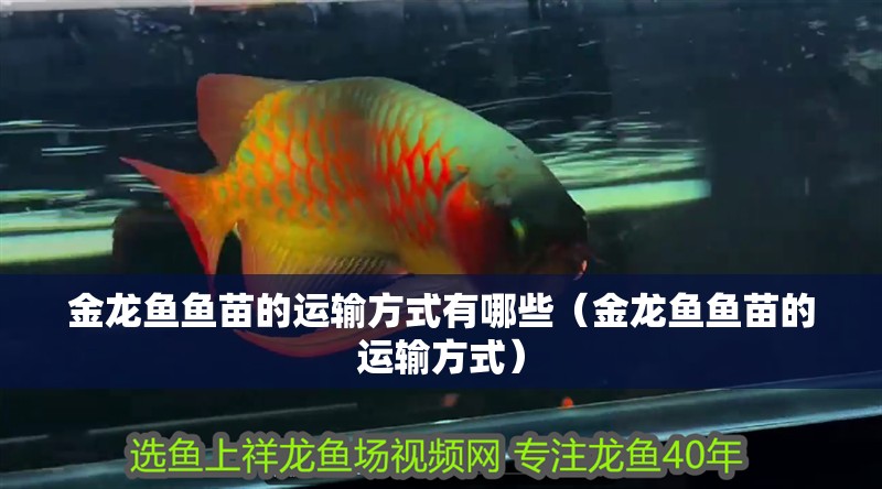 金龍魚魚苗的運輸方式有哪些（金龍魚魚苗的運輸方式）