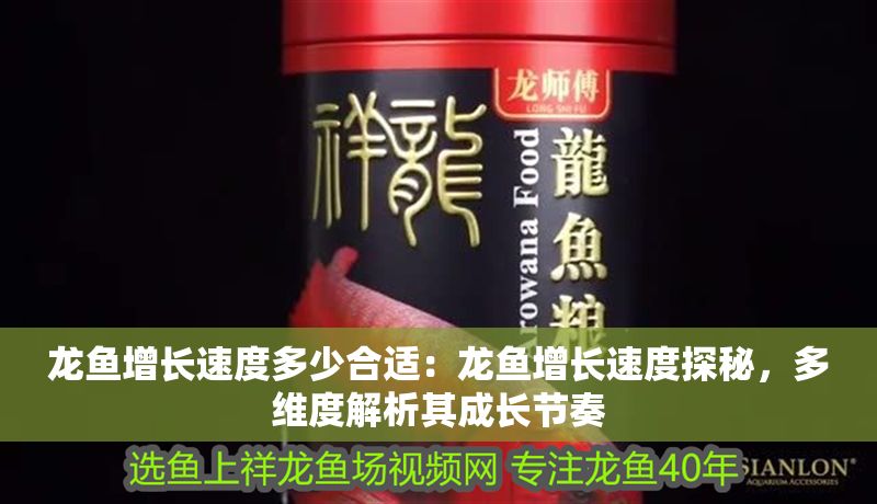 龍魚(yú)增長(zhǎng)速度多少合適：龍魚(yú)增長(zhǎng)速度探秘，多維度解析其成長(zhǎng)節(jié)奏