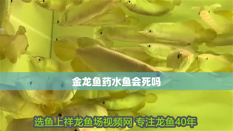 金龍魚藥水魚會死嗎