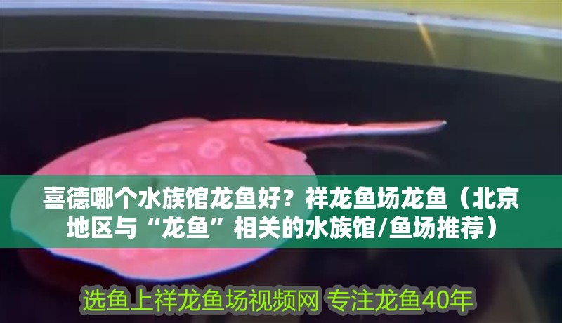 <strong><mark>喜德</mark></strong>哪個水族館龍魚好？祥龍魚場龍魚（北京地區與“龍魚”相關的水族館/魚場推薦）
