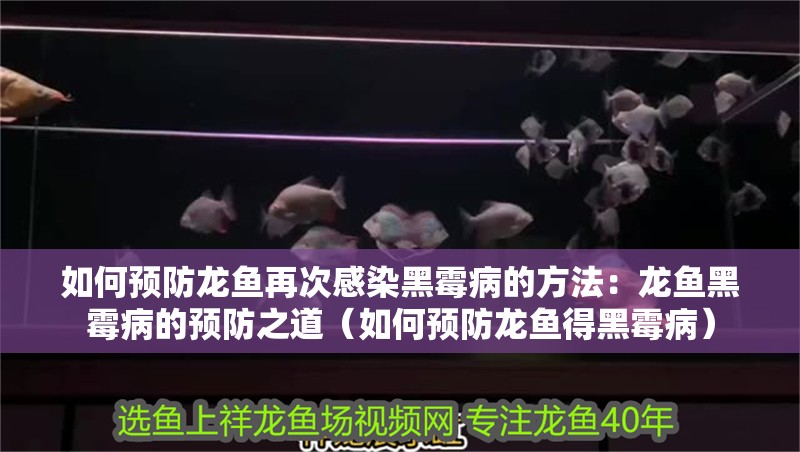 如何預防龍魚再次感染黑霉病的方法：龍魚黑霉病的預防之道（如何預防龍魚得黑霉病）