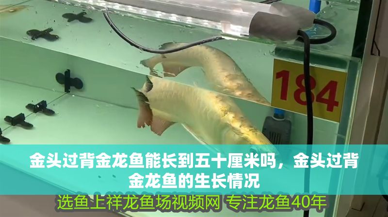 金頭過背金龍魚能長到五十厘米嗎，金頭過背金龍魚的生長情況