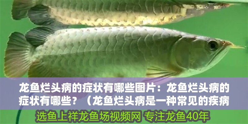 龍魚爛頭病的癥狀有哪些圖片：龍魚爛頭病的癥狀有哪些？（龍魚爛頭病是一種常見的疾病）