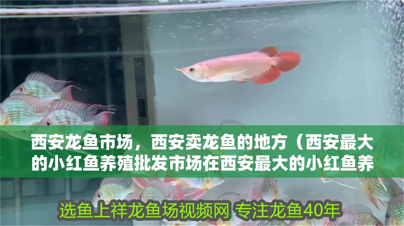 西安龍魚市場，西安賣龍魚的地方（西安最大的小紅魚養(yǎng)殖批發(fā)市場在西安最大的小紅魚養(yǎng)殖批發(fā)市場）