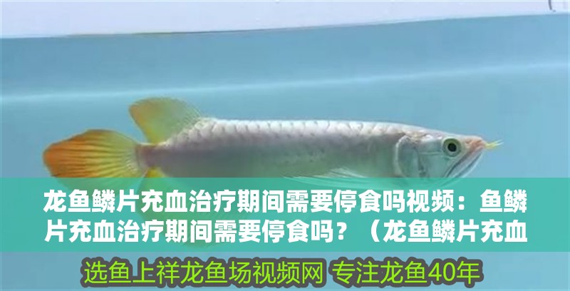 龍魚鱗片充血治療期間需要停食嗎視頻：魚鱗片充血治療期間需要停食嗎？（龍魚鱗片充血治療期間需要停食嗎？）