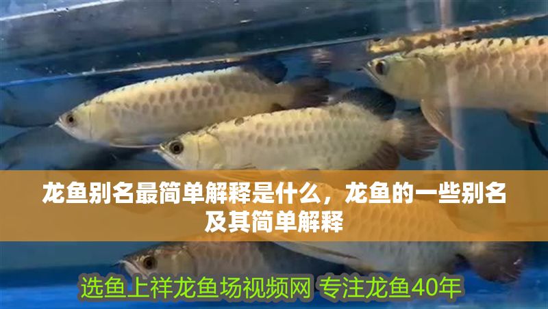 龍魚別名最簡(jiǎn)單解釋是什么，龍魚的一些別名及其簡(jiǎn)單解釋