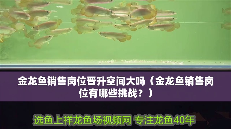 金龍魚銷售崗位晉升空間大嗎（金龍魚銷售崗位有哪些挑戰(zhàn)？）