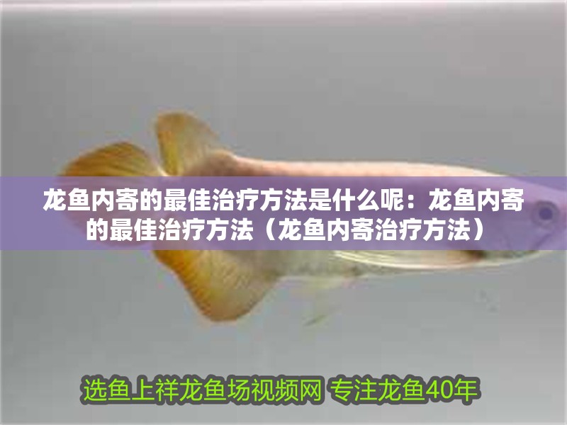 龍魚內寄的最佳治療方法是什么呢：龍魚內寄的最佳治療方法（龍魚內寄治療方法）