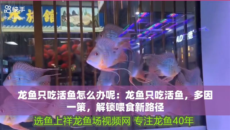 龍魚只吃活魚怎么辦呢：龍魚只吃活魚，多因一策，解鎖喂食新路徑