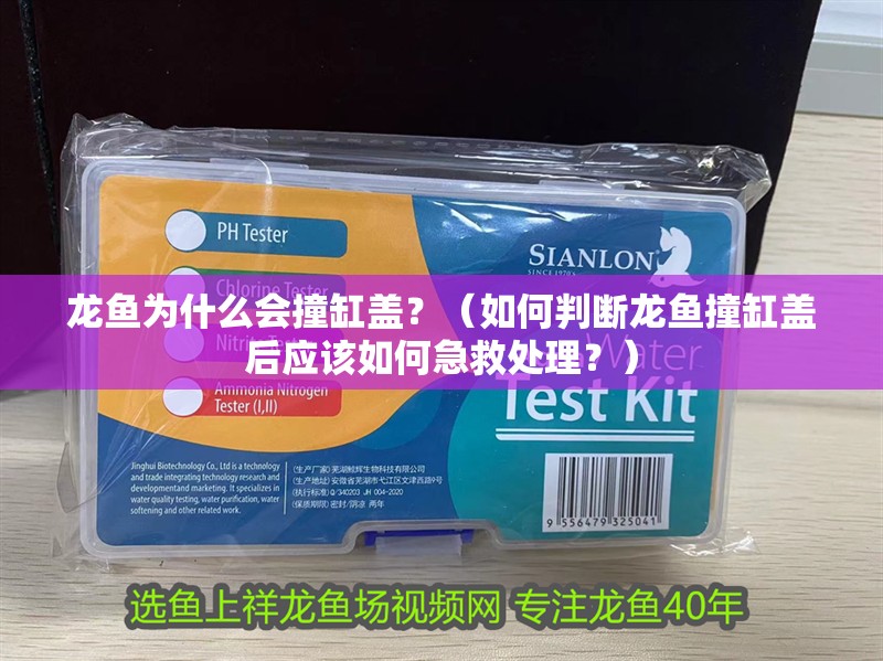 龍魚為什么會撞缸蓋？（如何判斷龍魚撞缸蓋后應該如何急救處理？）