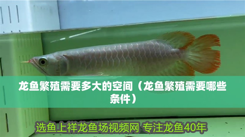 龍魚繁殖需要多大的空間（龍魚繁殖需要哪些條件）