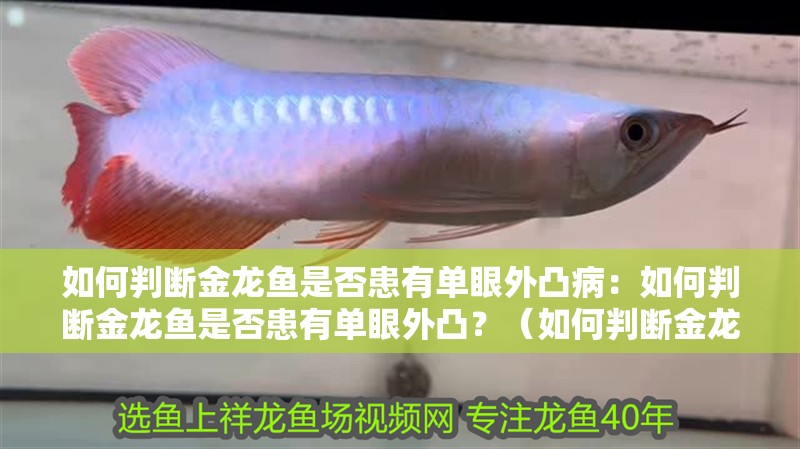 如何判斷金龍魚是否患有單眼外凸病：如何判斷金龍魚是否患有單眼外凸？（如何判斷金龍魚患有單眼外凸病）
