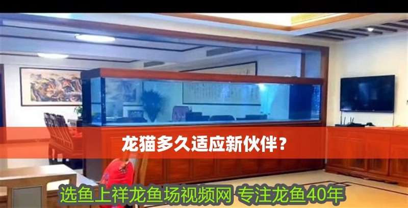 龍貓多久適應新伙伴？