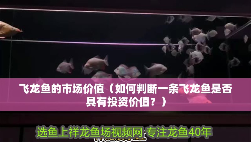 飛龍魚的市場價值（如何判斷一條飛龍魚是否具有投資價值？）