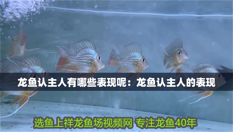 龍魚認主人有哪些表現呢：龍魚認主人的表現