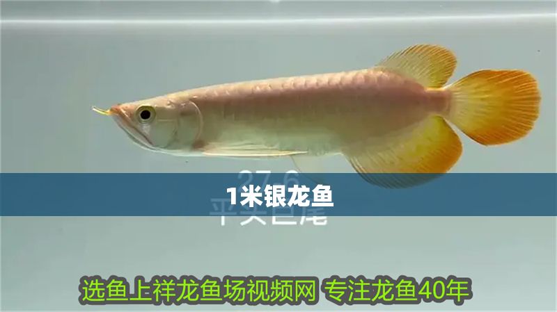 1米銀龍魚