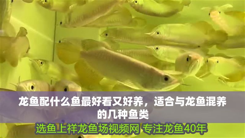 龍魚配什么魚最好看又好養(yǎng)，適合與龍魚混養(yǎng)的幾種魚類