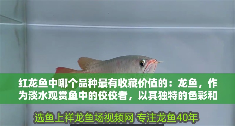 紅龍魚中哪個品種最有收藏價值的：龍魚，作為淡水觀賞魚中的佼佼者，以其獨特的色彩和優雅的姿態深受水族愛好者的喜愛。在眾多紅龍品種中，究竟哪個品種最具收藏價值呢？本文將為您揭曉答案