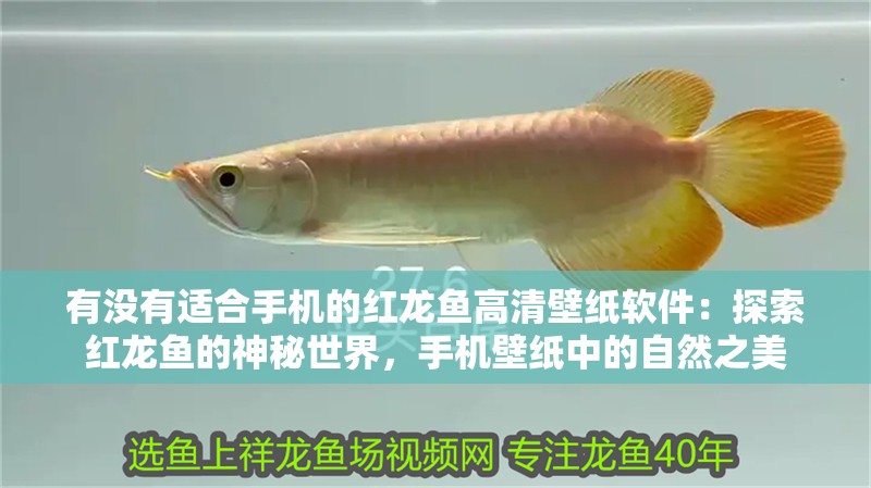 有沒有適合手機的紅龍魚高清壁紙軟件：探索紅龍魚的神秘世界，手機壁紙中的自然之美