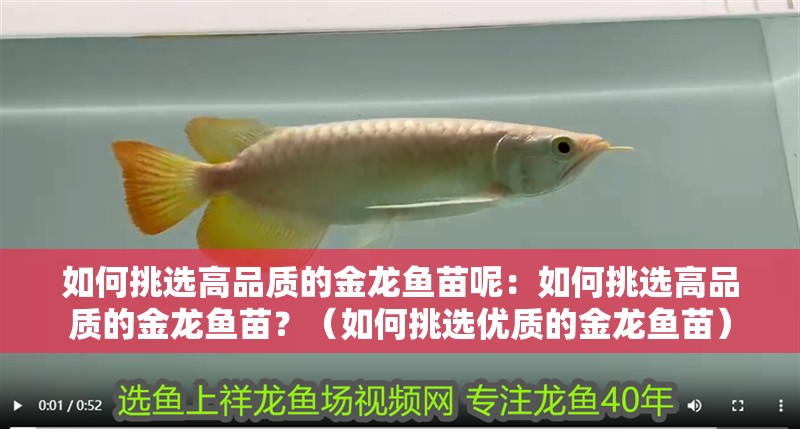 如何挑選高品質(zhì)的金龍魚苗呢：如何挑選高品質(zhì)的金龍魚苗？（如何挑選優(yōu)質(zhì)的金龍魚苗） 如何挑選高品質(zhì)的金龍魚苗呢：如何挑選高品質(zhì)的金龍魚苗？（如何挑選優(yōu)質(zhì)的金龍魚苗） 水族問答