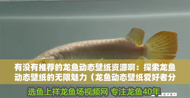 有沒有推薦的龍魚動態壁紙資源啊：探索龍魚動態壁紙的無限魅力（龍魚動態壁紙愛好者分享龍魚動態壁紙資源）