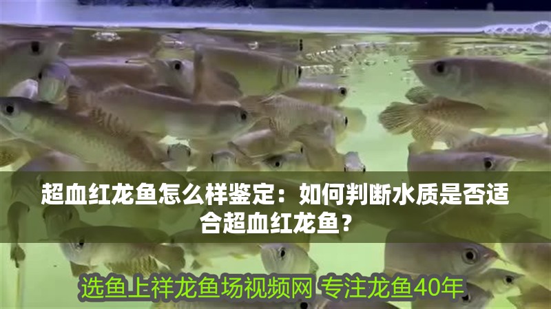 超血紅龍魚怎么樣鑒定：如何判斷水質是否適合超血紅龍魚？