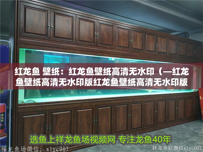 紅龍魚 壁紙：紅龍魚壁紙高清無水印（—紅龍魚壁紙高清無水印版紅龍魚壁紙高清無水印版）