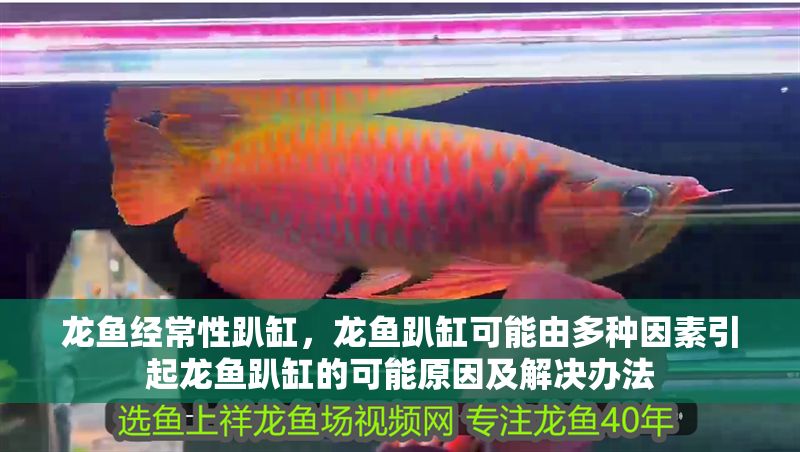 龍魚經(jīng)常性趴缸，龍魚趴缸可能由多種因素引起龍魚趴缸的可能原因及解決辦法