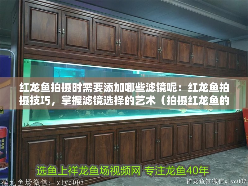 紅龍魚拍攝時需要添加哪些濾鏡呢：紅龍魚拍攝技巧，掌握濾鏡選擇的藝術（拍攝紅龍魚的技巧）