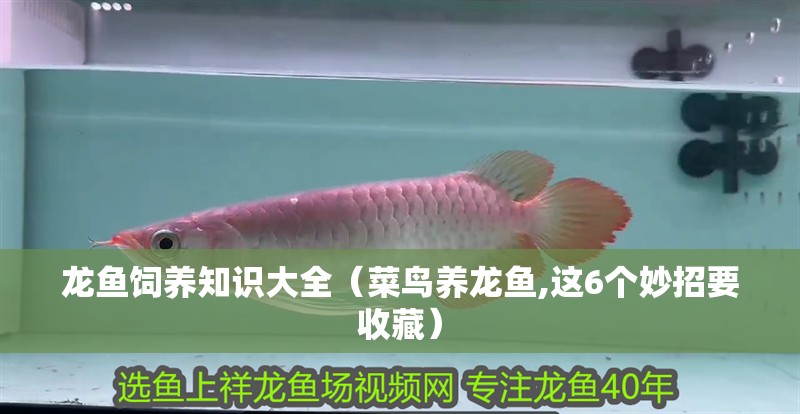 龍魚飼養知識大全（菜鳥養龍魚,這6個妙招要收藏）