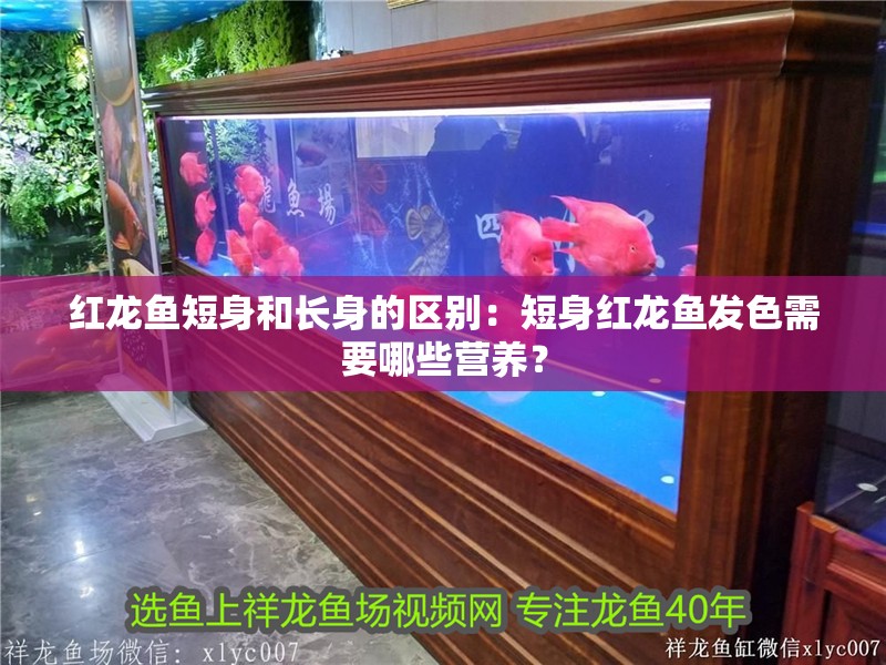 紅龍魚短身和長身的區別：短身紅龍魚發色需要哪些營養？