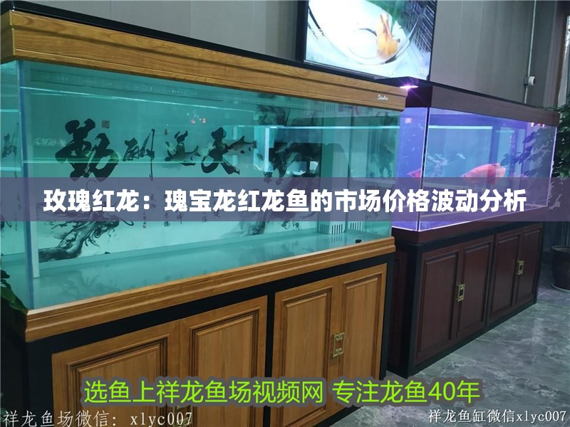 玫瑰紅龍：瑰寶龍紅龍魚的市場價格波動分析
