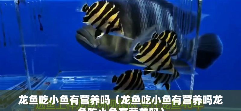 龍魚吃小魚有營養(yǎng)嗎（龍魚吃小魚有營養(yǎng)嗎龍魚吃小魚有營養(yǎng)嗎）